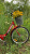 Фото VARMA CITY 26" складной, ст. VARMA CITY 26" складной, ст. картинка каталога